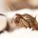 Anne-lise Dor Mairey