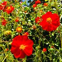 Carine Magalhães Prado