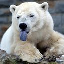 Yasna Valenzuela Román