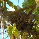 BlueBird OfHappiness