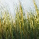 julia_florence_jacques