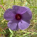 Fleur