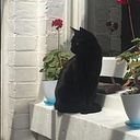 Bronte Cat