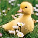 yellowquacky
