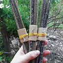 Colibrí Diseño Mágico