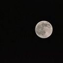 Lobo Luna