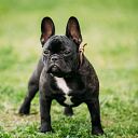 Vicente Queirolo Quintana