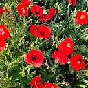 Sonia C. Villalba Aguado