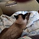 Maria Clarice Bernardes Delphino