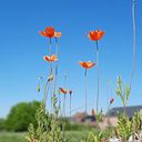 deborah_vanderstichel