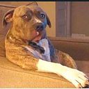 Gustavo Adolfo Poterala