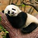 Edison Alexander Llongo Peña