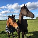 Stevie Shoop-Worrall