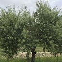 Luis Carlos Navajas Vega