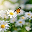 Katherine Stephenson