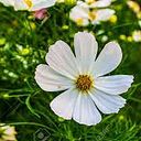 kotrysmunteant_z_l_l_211_4