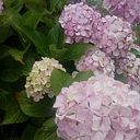 Victoria Blanco Campodonico