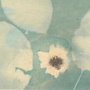 Marianna Langellotti