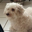 Gabriel J. Bartolomei