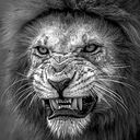 Christophe Duplessis