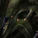 Isabel Sanginés Franco