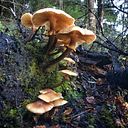 Manuel Alejandro Cordero