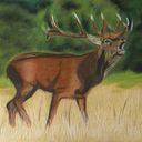 Jolanda van Nimwegen-Timmerman