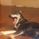 giserenessi