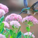 Denisse Andrea Oñate Valenzuela