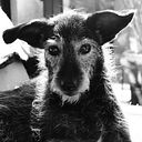 Joaquín Bradford Marconi