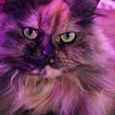 aracne_phobia_requiem