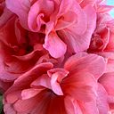 Ana Hernández Parra
