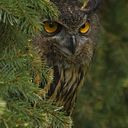 Princess Jade Bryant