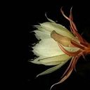 Martín Suárez Vásquez