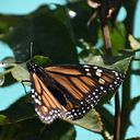 Lisania Mendoza Márquez