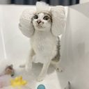 Pornkanok Sithongsurapana