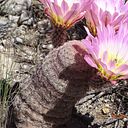 Perla Velázquez Ríos