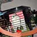 Anais Meseguer Ramos