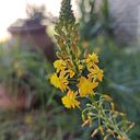 georgina perez flotron