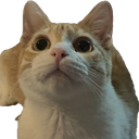 pacoquito