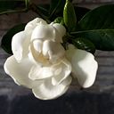 Cendrella Al Sahmarani