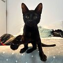 carla daniela bruno baez