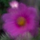 macarenacicutamoyano