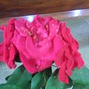 Ana Tereza Mendonça