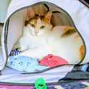 Claudia Amthauer Mödnger