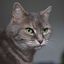 Mara Benga