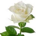 María Elizabeth Loera