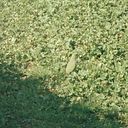 sonia_164