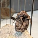 jay_darwin