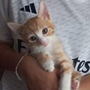 Ihsan Choulli Brital